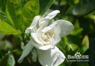 栀子花的养殖方法视频